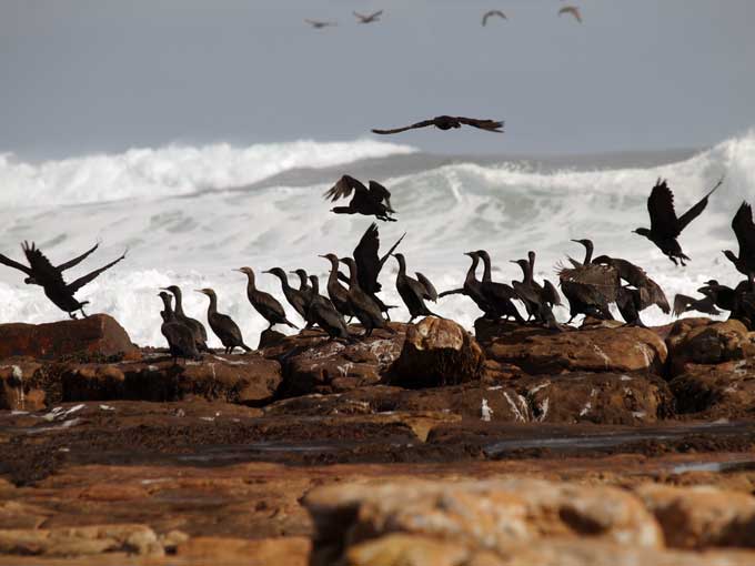 Cormorants playing in the waves around Kommetjie